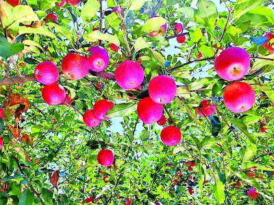     红彤彤的洛川苹果挂满枝头。杨帆摄/光明图片