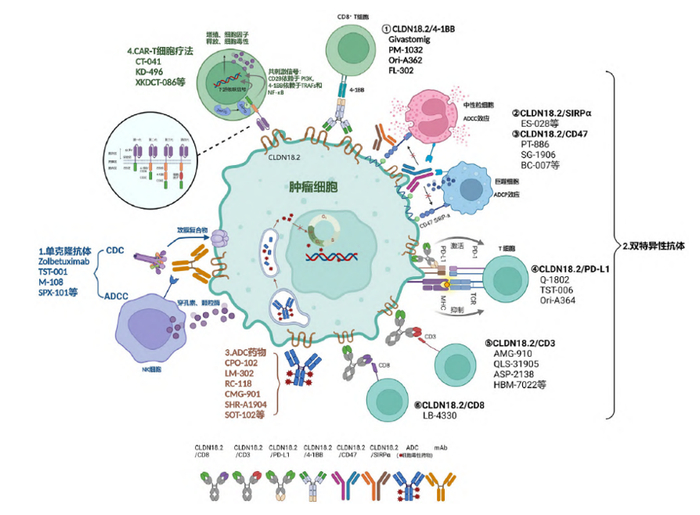 靶向CLDN18.2治疗的作用机制