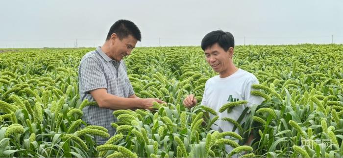 种植户在小米地里察看小米长势 （央广网记者丁安 摄）