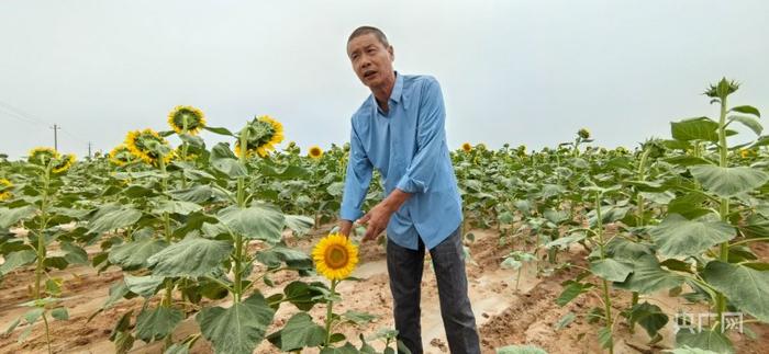 杨魏向记者介绍食葵种植情况 （央广网记者丁安 摄）