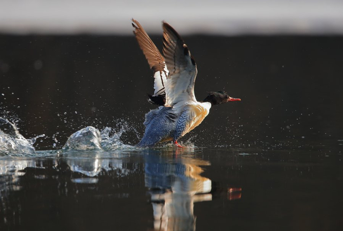 国宝中华秋沙鸭 图虫创意