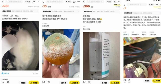 （图：在闲鱼上，网友各式发霉的菌落，随缘等待有需要的研究人员）