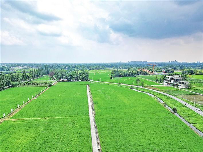     郫都区汉姜粮经复合现代农业产业园区（成都市郫都区农业农村和林业局供图）