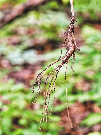     刚刚被“抬出”的林下人参。人民网记者 李洋摄