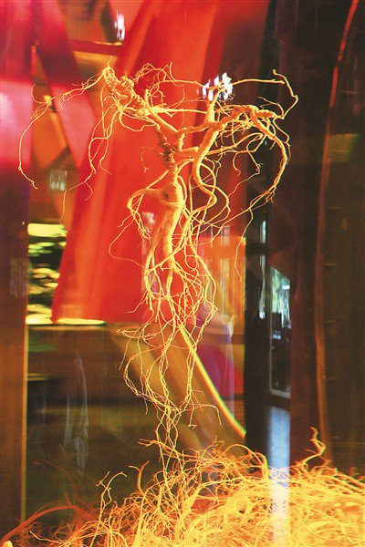     通化云岭野山参博物馆的人参展品。人民网记者 李洋摄