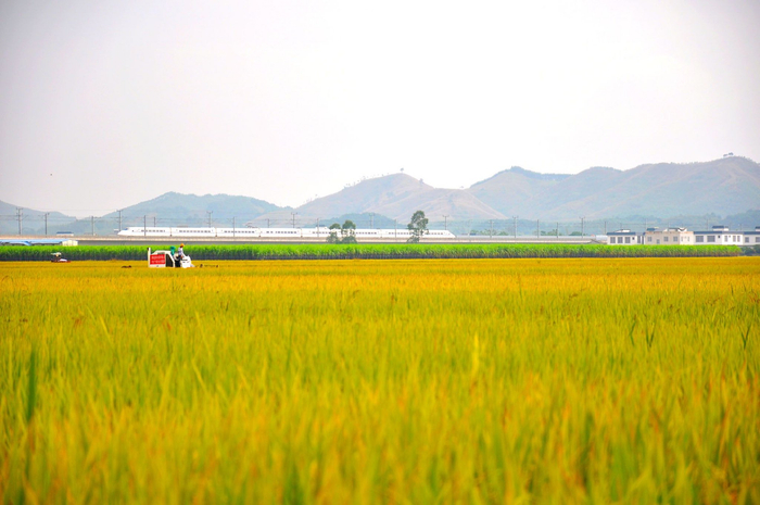宾阳县古辣镇，稻田里的香米迎来丰收。（受访者供图）