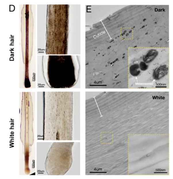 图片来源：参考文献