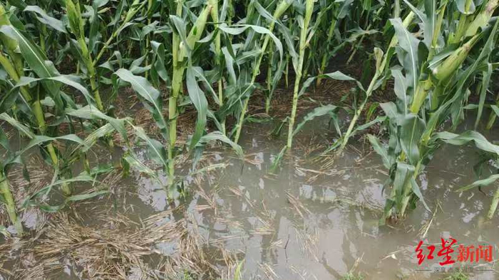 ▲玉米地积水 受访人供图