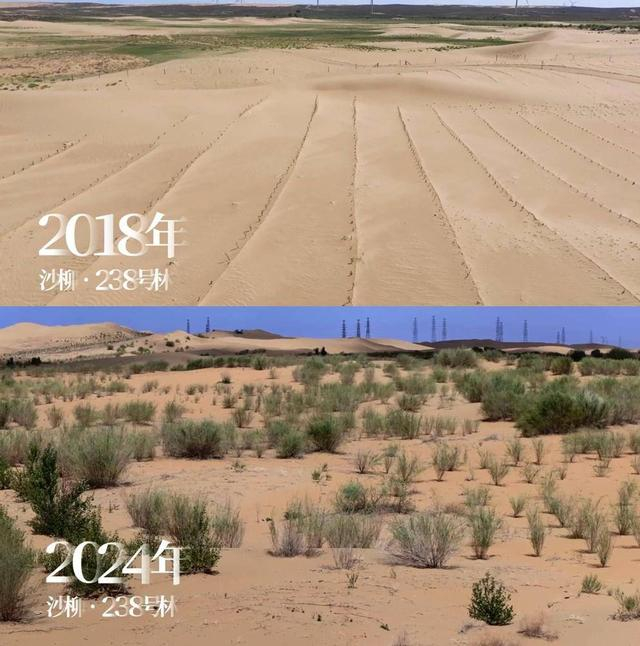 图注：内蒙古鄂尔多斯，蚂蚁森林238号林六年对比