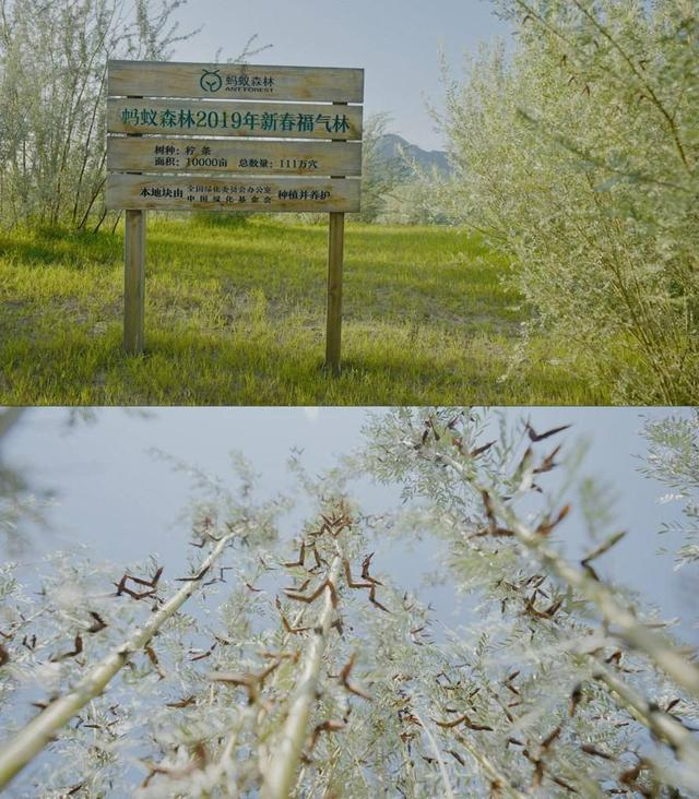 图注：内蒙古科右中旗，“蚂蚁森林新春福气林”柠条结籽