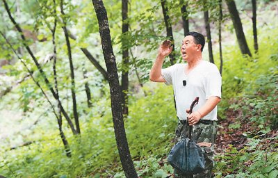     “参把头”孙良珠在林中“放山”，按习俗找到人参后正在高喊“棒槌”。人民网记者 李洋摄