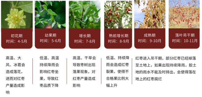 数据来源：郑商所，大地期货研究院