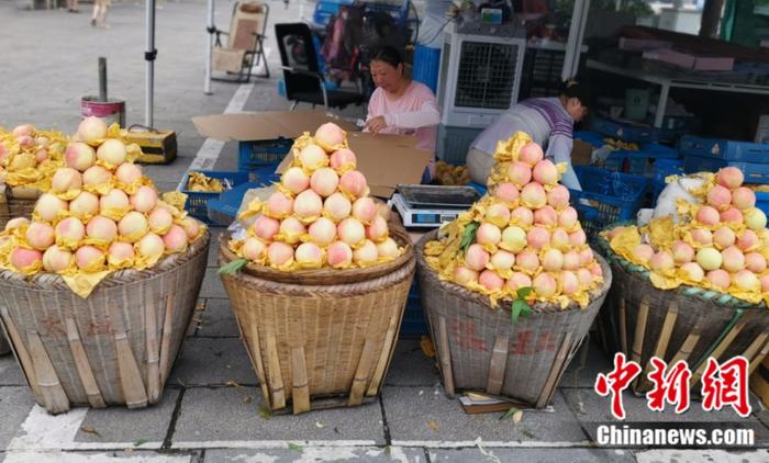 　　桃香扑鼻。余雅斐 摄