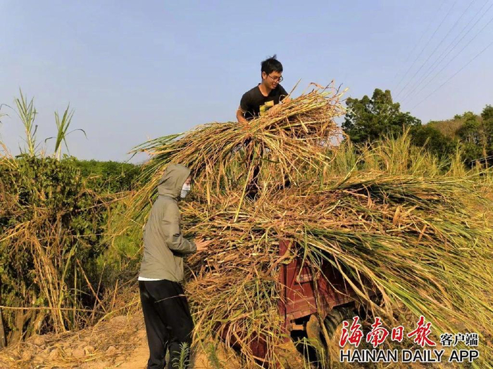 海南儋州食用菌科技小院学生在整理秸秆。受访者供图