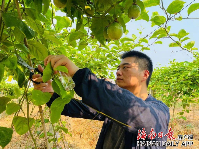 倪世豪在修剪百香果枝条。海南日报全媒体记者 邱江华 摄