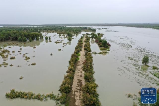2024年8月3日，新疆阿克苏地区沙雅县，洪水冲击使河道变宽。图源：新华社