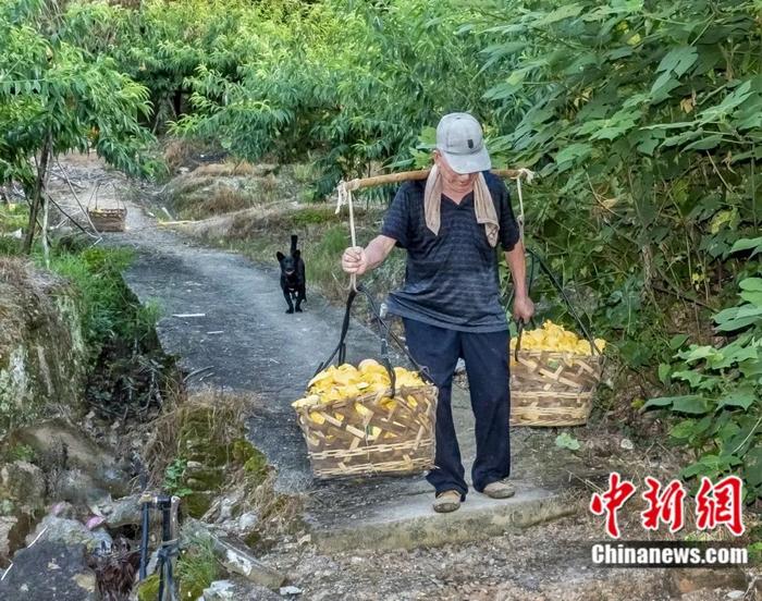 　　桃担示丰。夏国良 摄