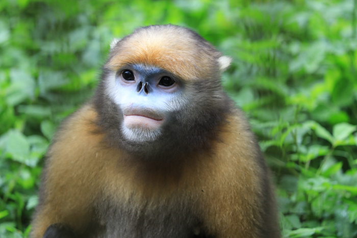 “地球独生子”黔金丝猴栖息在生态优美的梵净山国家级自然保护区内（央广网发  李鹤  摄）