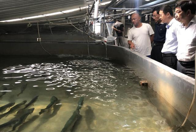 陆基养殖三文鱼现场。丁蔚文摄