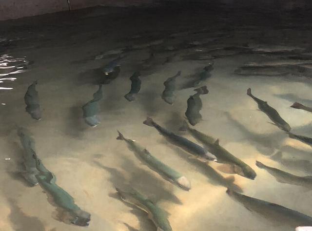 连云港陆基养殖驯化三文鱼。丁蔚文 摄