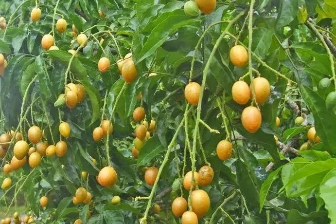 资料图：刘再扬 摄