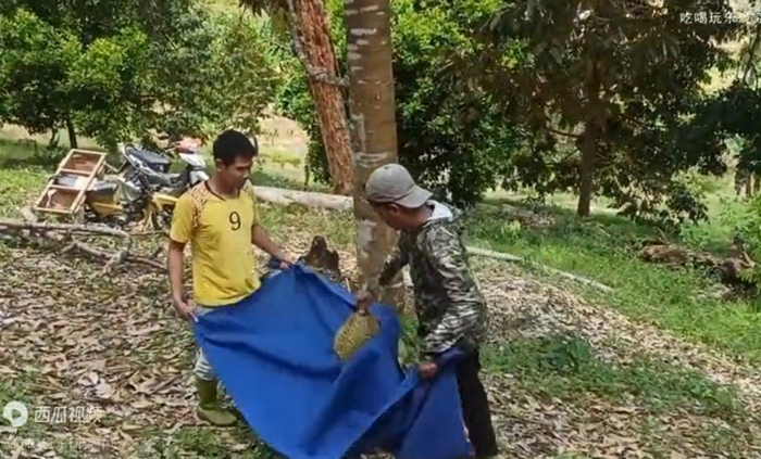 马来西亚当地采摘榴莲多会在树底下用布接住