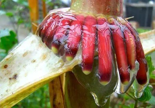 墨西哥哈瓦卡地区贫瘠土壤的玉米气生根会分泌大量的粘液，富含阿拉伯糖、岩藻糖和半乳糖（图2）。