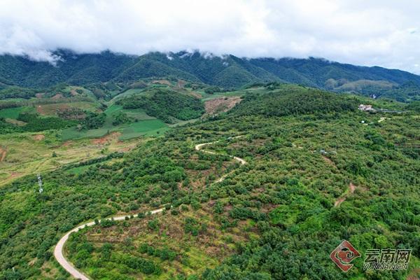 鸟瞰孟连牛油果基地 胡妤雅 摄