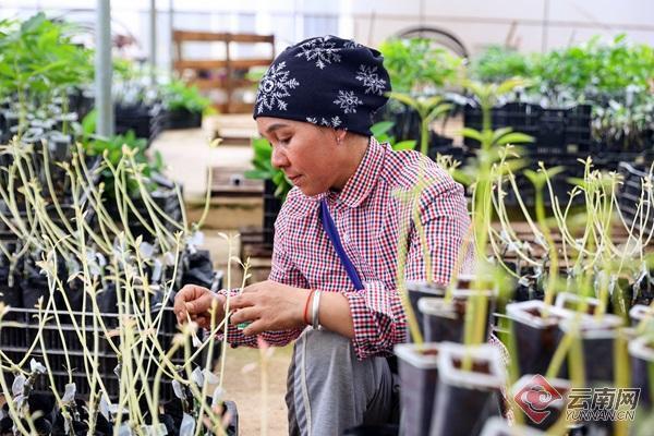 牛油果基地劳作中的村民 胡妤雅 摄