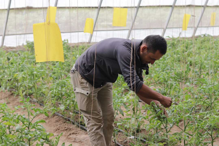 在叶城县阿克塔什镇设施农业基地群众大棚种植区，吾尔克西·库尔班正在自己承包的西红柿大棚里劳作。本报记者韦佳玥摄