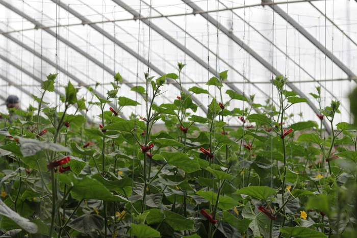 在叶城县阿克塔什镇设施农业基地群众大棚种植区，温室大棚内的黄瓜长势良好。本报记者韦佳玥摄