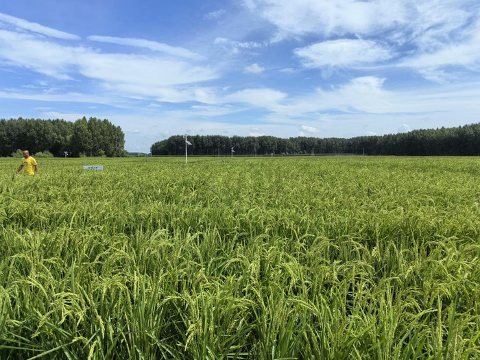 扎赉特旗好力保镇稻田长势喜人