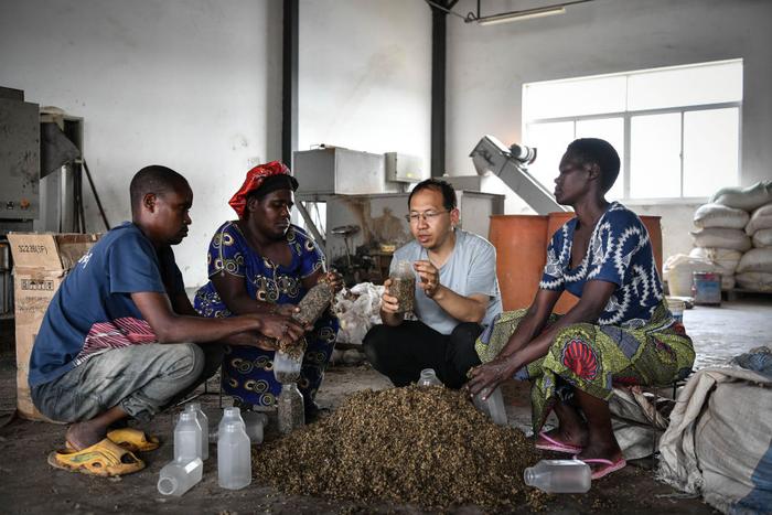 ↑法蒂玛在位于中非共和国达马拉的食用菌培育工坊内检查菌袋。