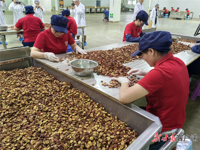 陇西县奇正药材有限责任公司的生产车间里，工人正仔细查看中药材切片，确保质量过关。新甘肃·每日甘肃网记者 张春燕 摄