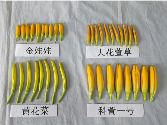 4种萱草花蕾形态特征图