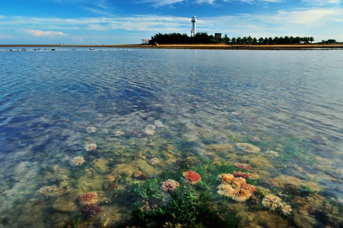 徐闻珊瑚礁保护区。陈北跑 摄