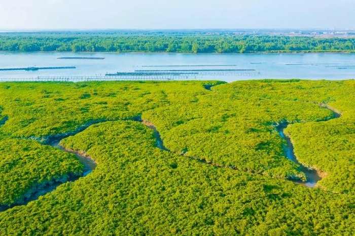 北潭红树林。蓝伟强 摄