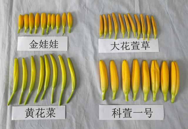  4种萱草花蕾形态特征图