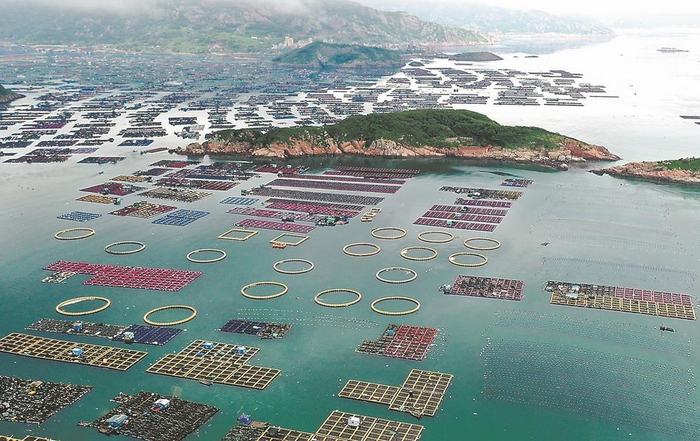     得益于海洋种业技术的不断突破，我省“海上粮仓”高质量发展。图为福州市连江县黄岐镇大建村海域的海上养殖一派繁忙。 王旺旺 摄
