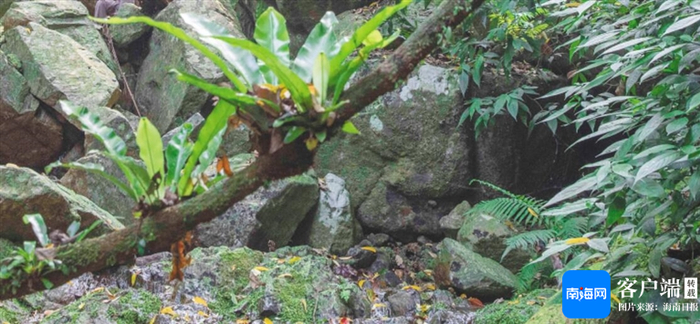 海南热带雨林国家公园五指山片区，藤类植物上长着鸟巢蕨。海南日报全媒体记者 李天平 摄