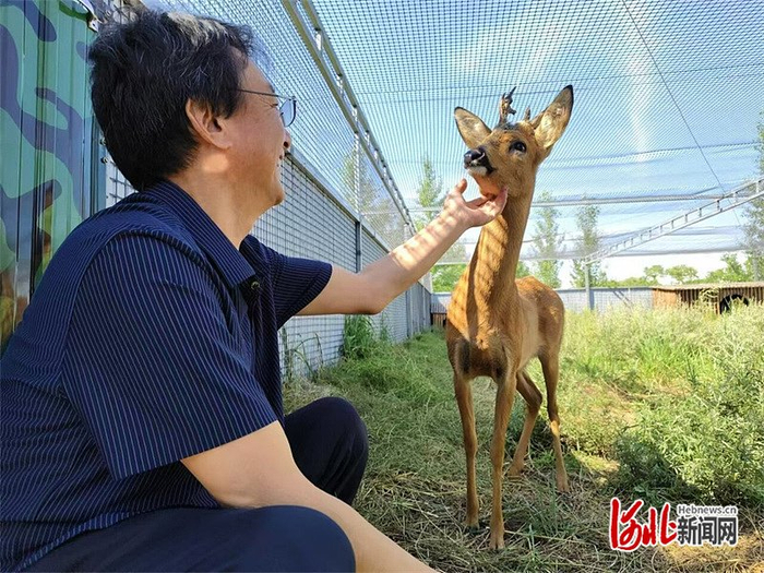 8月22日，在康保县野生动物救助站内，麻喜荣和被救助的小狍子亲密互动。 河北日报记者 李艳红摄