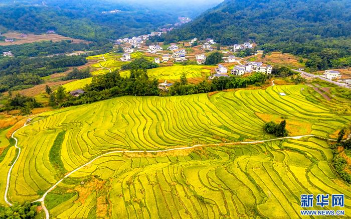 金黄的稻田同道路、民居相互映衬，呈现一幅和美乡村丰收画卷（8月31日摄）。新华网发（曾三东 摄）