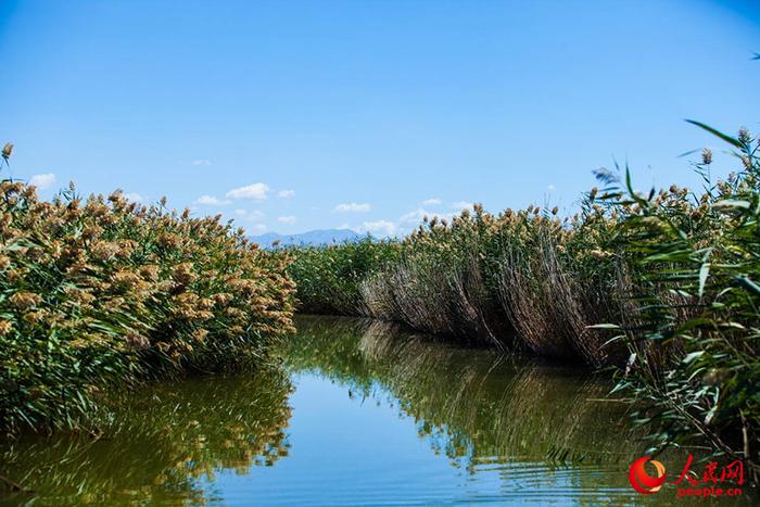 经过治理的乌梁素海风景秀美，芦苇摇曳生姿。人民网 孟佳澍摄