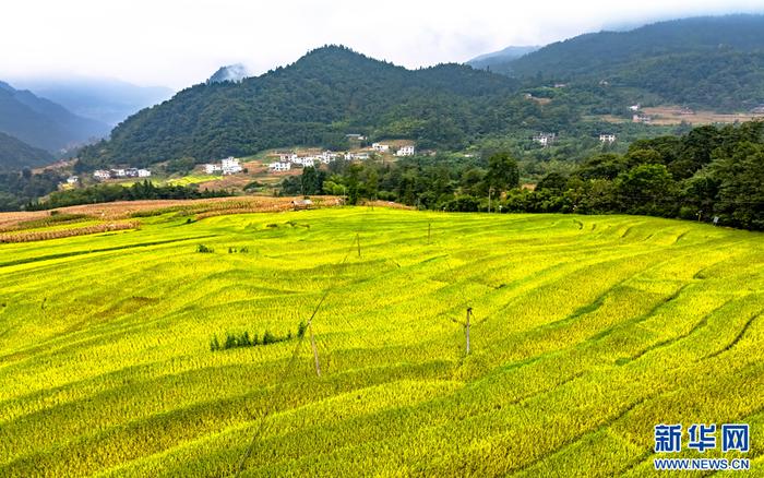 层次分明的高山梯田水稻（8月31日摄）。新华网发（曾三东 摄）