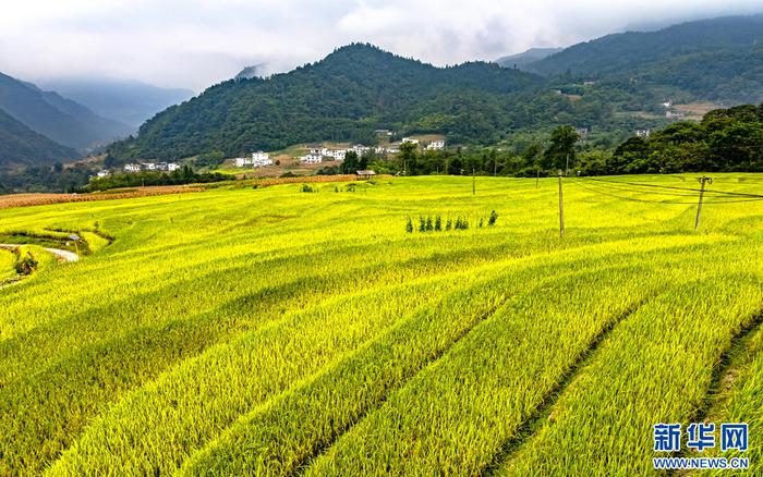 层次分明的高山梯田水稻（8月31日摄）。新华网发（曾三东 摄）