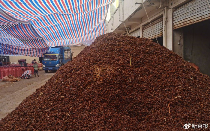 广西南宁市高峰天然香料物流中心内店铺前堆放的八角，这批八角均被硫磺熏过，有强烈的刺激性味道。新京报记者 王瑞文 摄