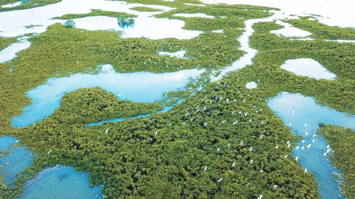 湛江红树林。张由琼 摄