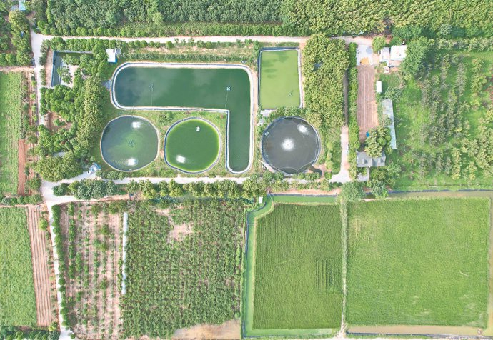 鱼塘有机肥料通过“7”字形水池浇灌周围种植的甘蔗水稻果树