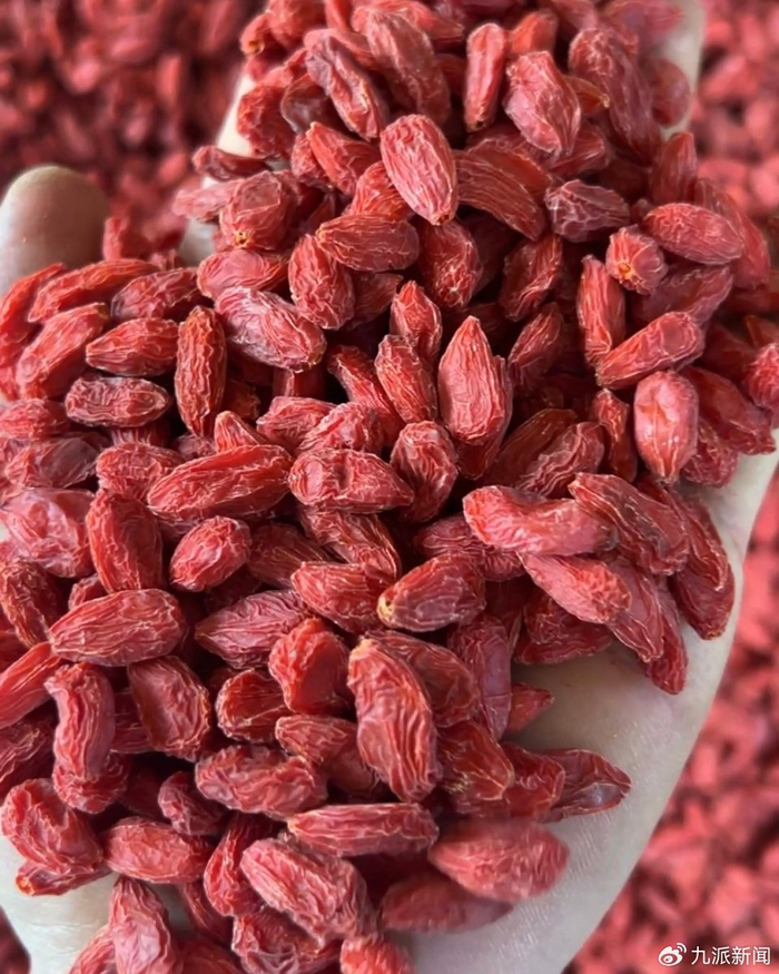 张先生种植的无硫熏枸杞。图/受访者提供