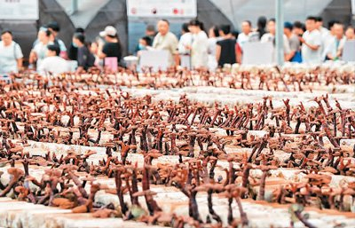 在第二十三届中国长春国际农业·食品博览（交易）会上展示的灵芝。人民网记者 李 洋摄